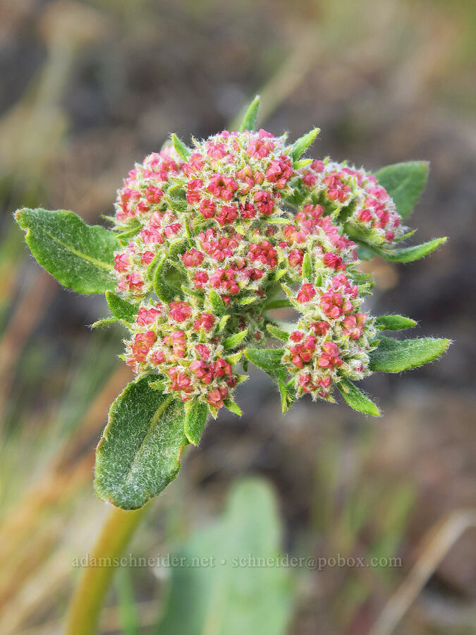 heart-leaf buckwheat, budding (Eriogonum compositum) [Catherine Creek, Klickitat County, Washington]