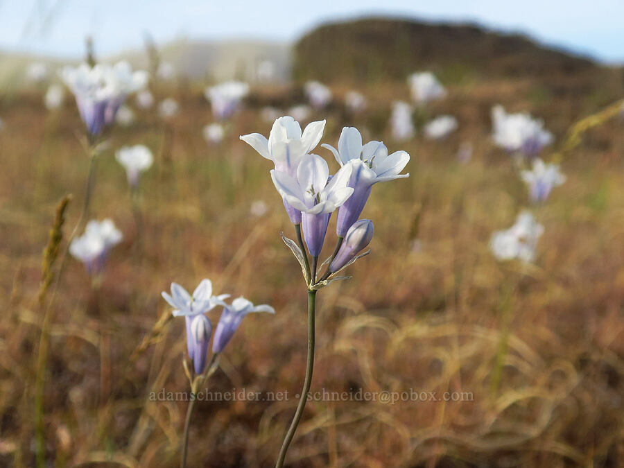 bi-colored cluster lilies (Triteleia grandiflora var. grandiflora (Brodiaea douglasii)) [Horsethief Butte, Klickitat County, Washington]