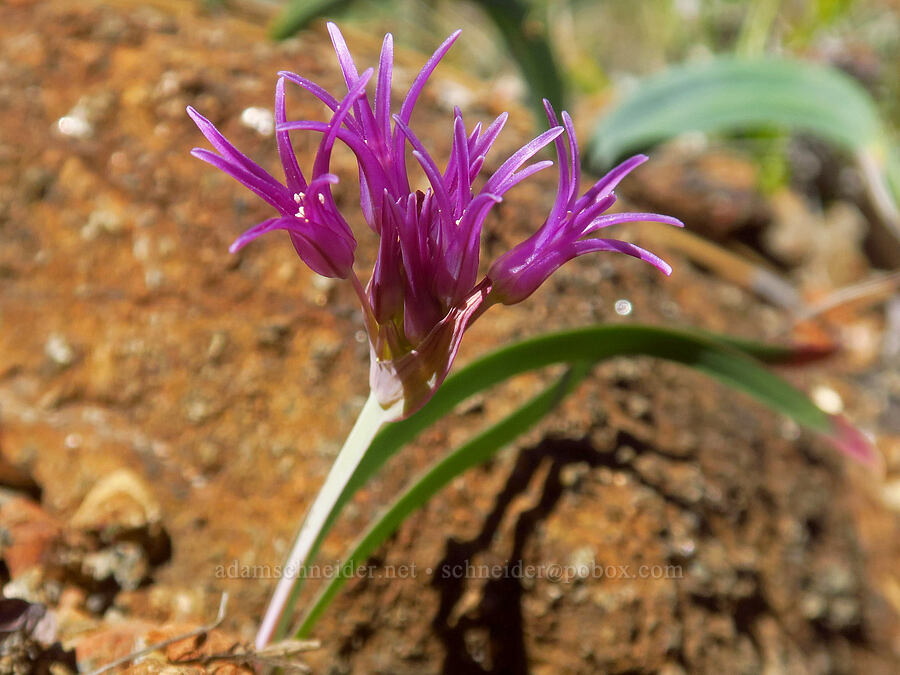 flat-stem onion (Allium falcifolium) [Days Gulch Botanical Area, Josephine County, Oregon]
