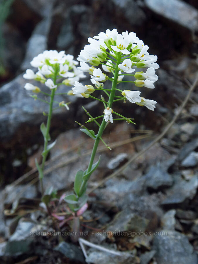Siskiyou penny-cress (Noccaea fendleri ssp. siskiyouensis (Thlaspi montanum var. siskiyouense)) [Siskiyou Field Institute, Josephine County, Oregon]