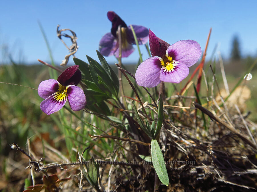 sagebrush violet (Viola trinervata) [east of Canyon Creek, Soda Springs Wildlife Area, Klickitat County, Washington]
