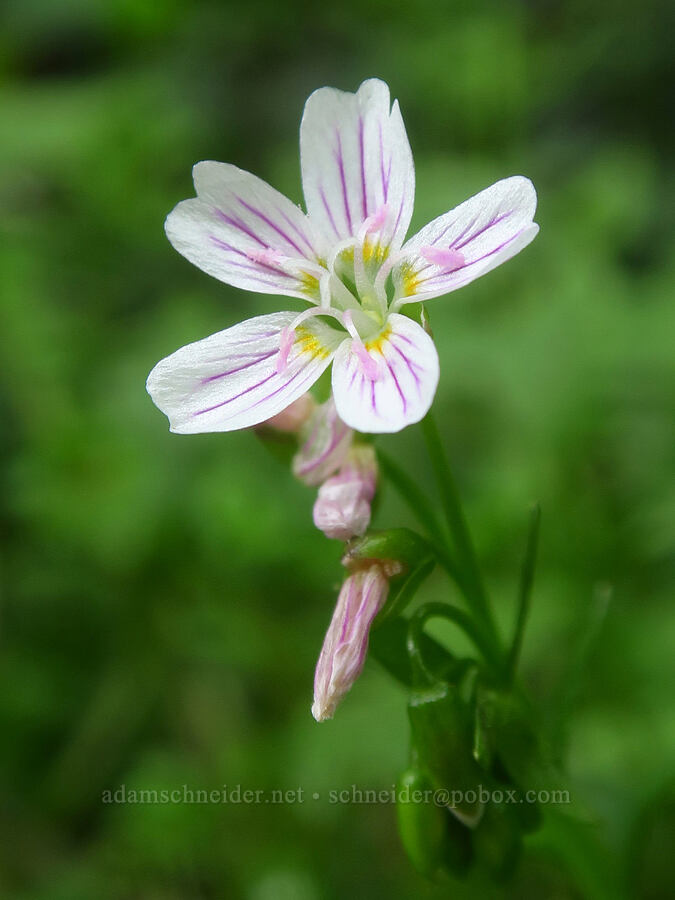 candy flower (Claytonia sibirica (Montia sibirica)) [Harris Beach State Park, Brookings, Curry County, Oregon]