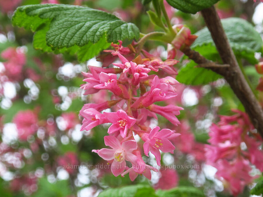 red-flowering currant (Ribes sanguineum) [Lone Ranch Beach, Curry County, Oregon]