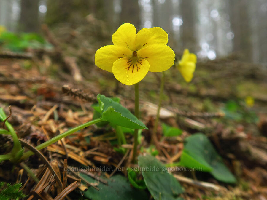 evergreen violets (Viola sempervirens) [Indian Sands Trail, Curry County, Oregon]