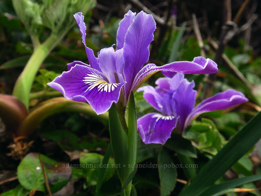 Douglas' iris (Iris douglasiana) [Indian Sands Trail, Curry County, Oregon]