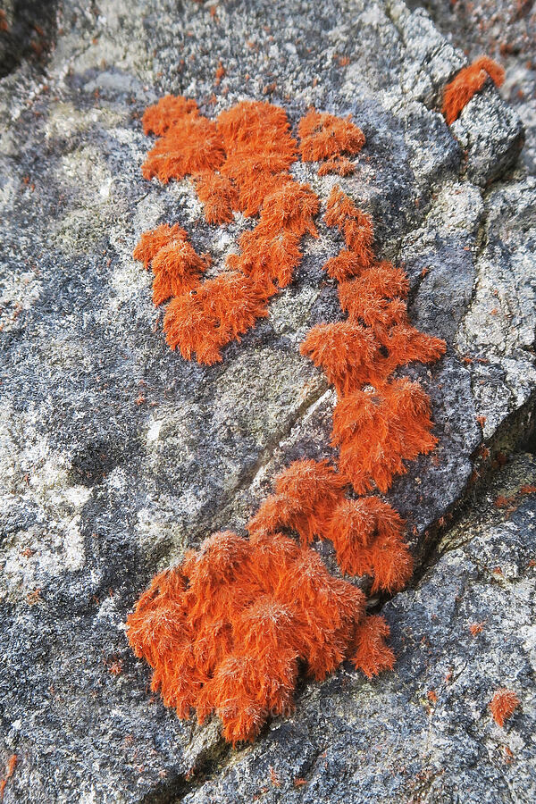 fuzzy orange algae on rocks (Trentepohlia sp.) [Blacklock Point, Curry County, Oregon]