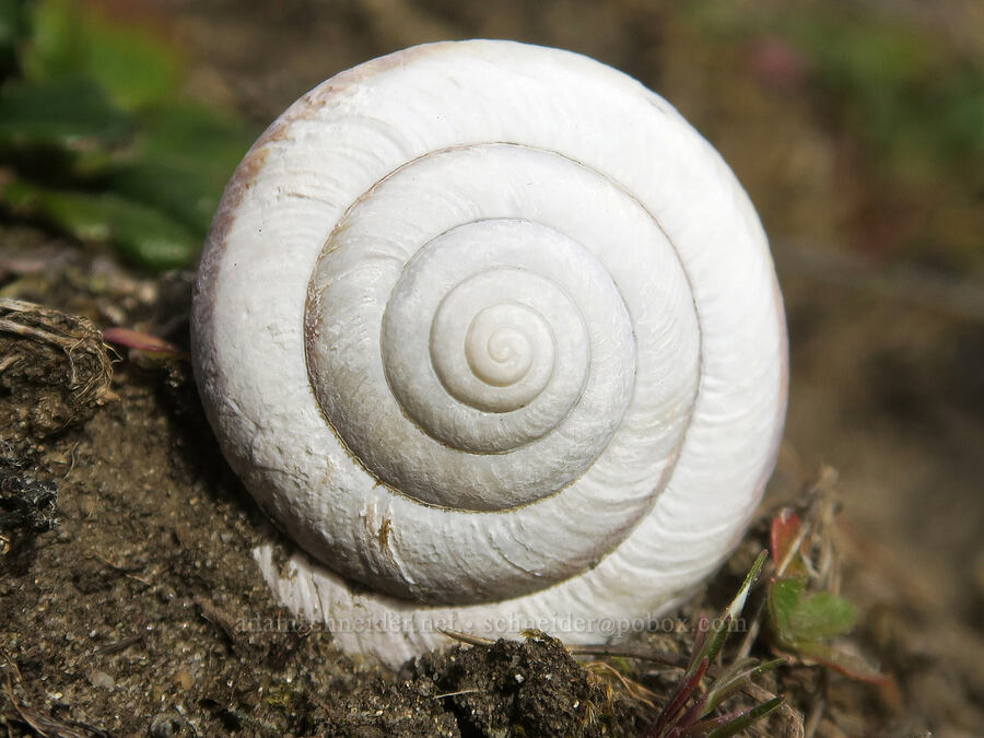 snail shell [Blacklock Point, Curry County, Oregon]