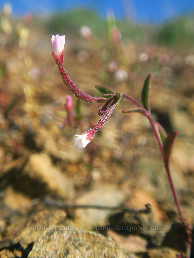 little willow-herb (Epilobium minutum) [China Hill, Yreka, Siskiyou County, California]