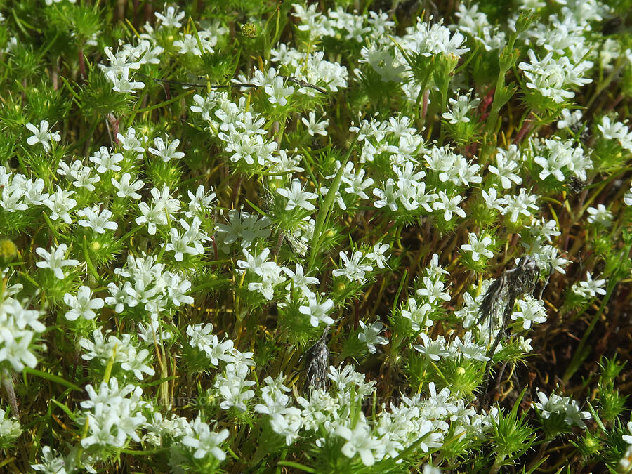 white navarretia (Navarretia leucocephala) [Dales Lake Ecological Reserve, Tehama County, California]