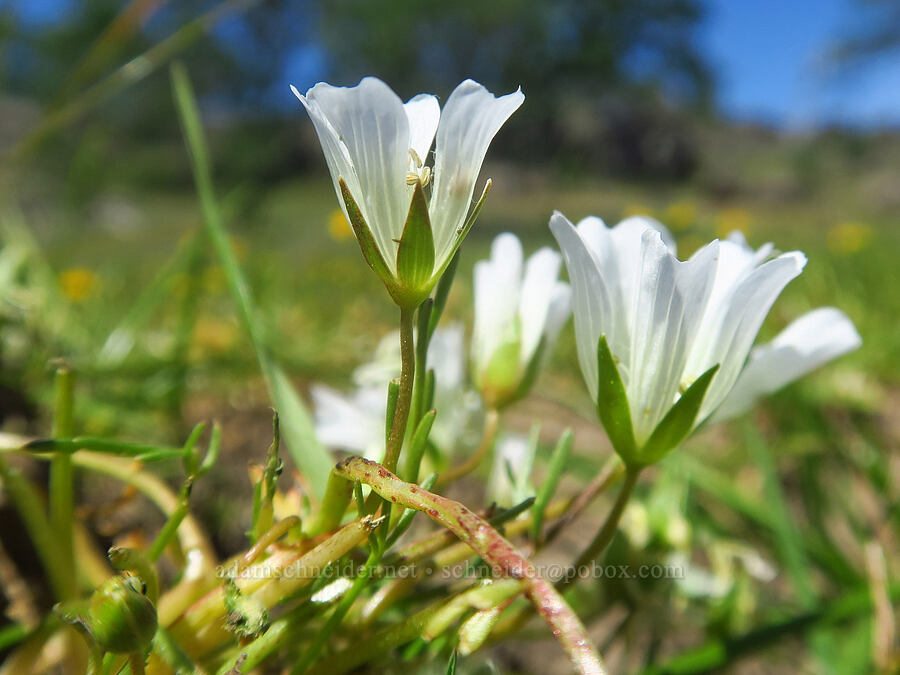 rosy Douglas' meadow-foam (Limnanthes douglasii ssp. rosea) [near Hog Lake, Tehama County, California]