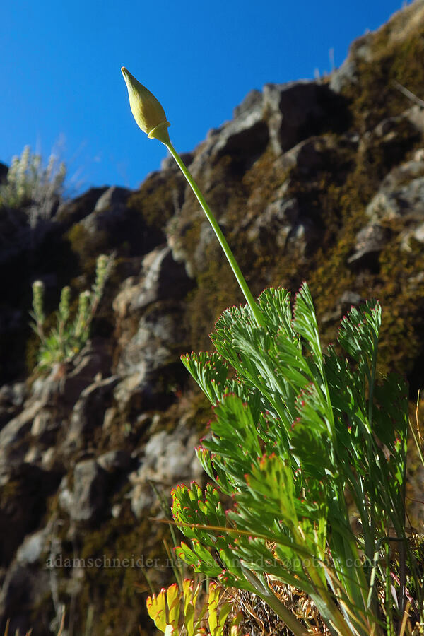 California poppy, budding (Eschscholzia californica) [Upper Table Rock, Jackson County, Oregon]