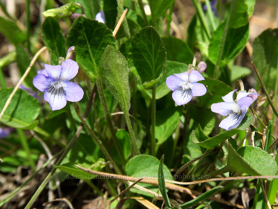 early blue violets (Viola adunca) [Forest Road 21, Wallowa-Whitman National Forest, Union County, Oregon]