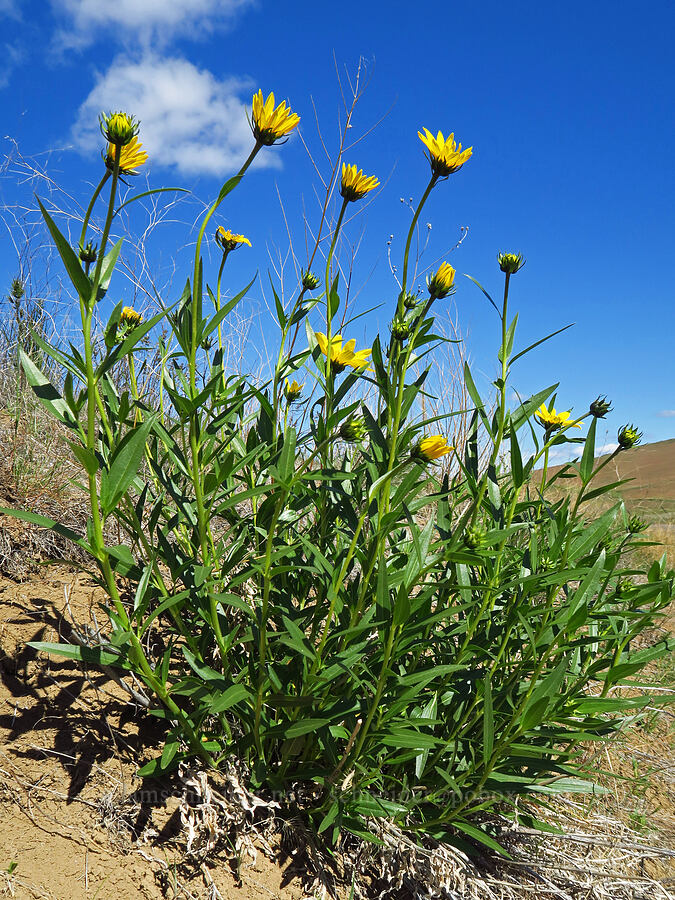 Cusick's sunflower (Helianthus cusickii) [State Highway 201, Malheur County, Oregon]