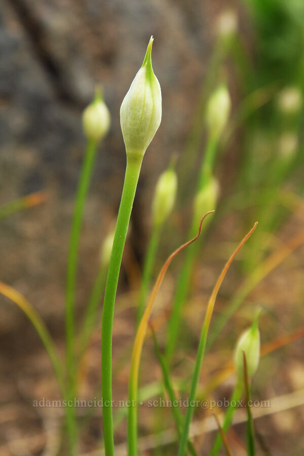 taper-tip onion, budding (Allium acuminatum) [Camas Meadows Natural Area Preserve, Chelan County, Washington]