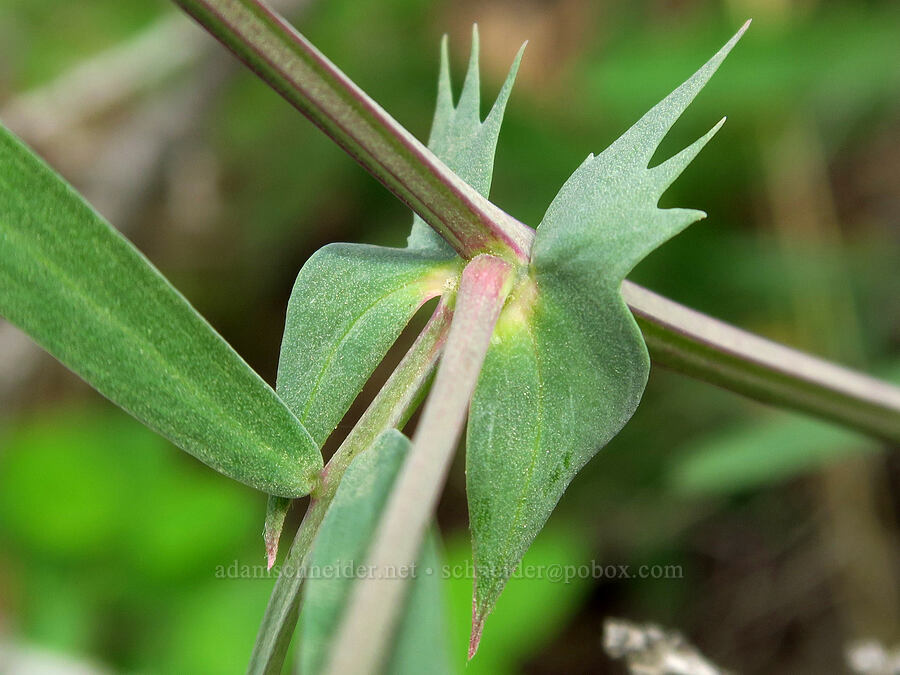few-flowered pea-vine stipules (Lathyrus pauciflorus) [Forest Road 1701, Yakima County, Washington]