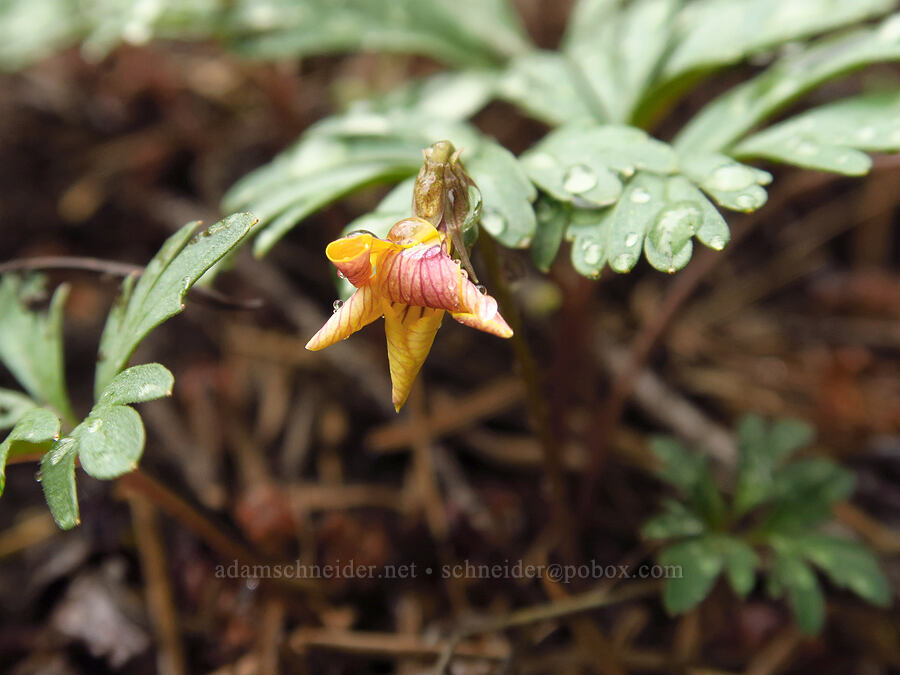 Shelton's violet, fading (Viola sheltonii) [Lost Creek Trail, Okanogan-Wenatchee National Forest, Yakima County, Washington]