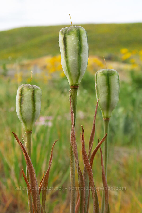 yellow bells seed-pods (Fritillaria pudica) [U.S. Highway 95, Washington County, Idaho]