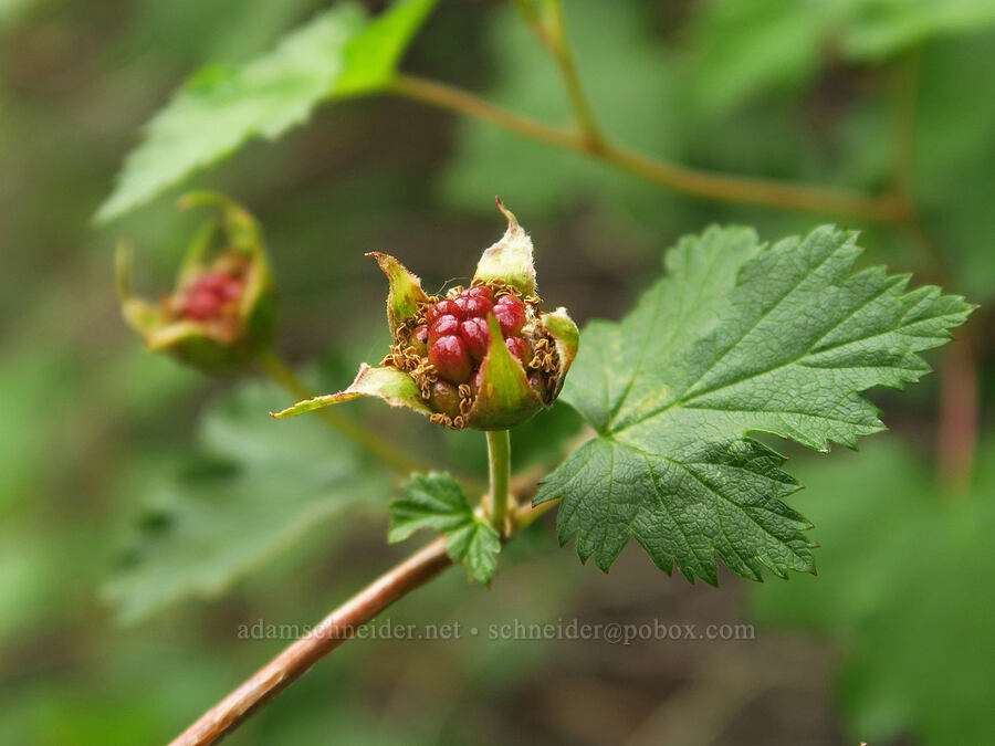 bartonberry (Barton's raspberry) (Rubus bartonianus) [Stud Creek Trail, Wallowa-Whitman National Forest, Wallowa County, Oregon]