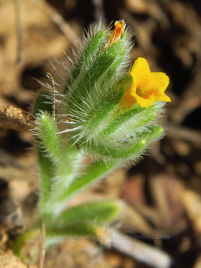 tiny fiddleneck (Amsinckia menziesii) [Kleinschmidt Grade, Payette National Forest, Adams County, Idaho]