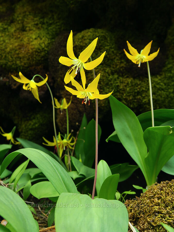 glacier lilies (Erythronium grandiflorum) [Kleinschmidt Grade, Payette National Forest, Adams County, Idaho]