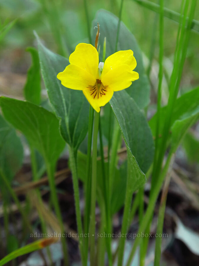 upland yellow violet (Viola praemorsa ssp. linguifolia (Viola nuttallii var. major)) [Kleinschmidt Road, Payette National Forest, Adams County, Idaho]