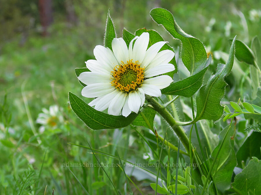 white mule's-ears (Wyethia helianthoides) [Kleinschmidt Road, Payette National Forest, Adams County, Idaho]