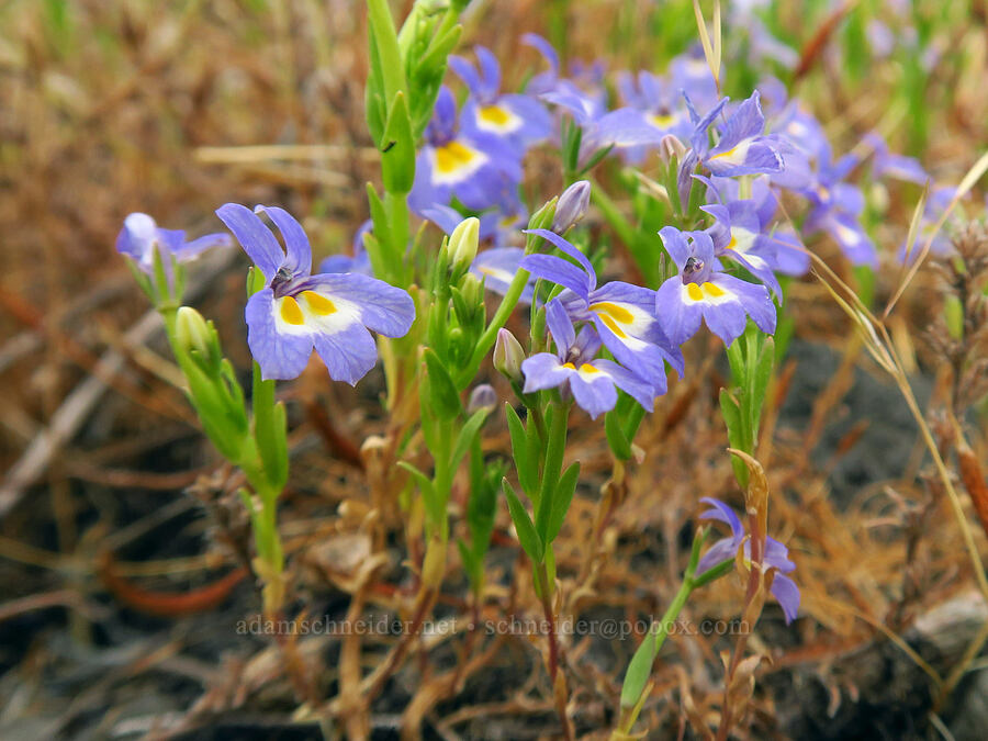 Cascade calico-flowers (Downingia pulcherrima (Downingia yina)) [Horsethief Butte, Klickitat County, Washington]