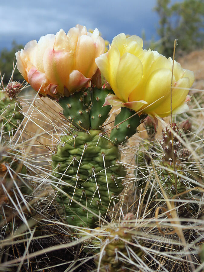 Columbia prickly-pear cactus flowers (Opuntia x columbiana (Opuntia columbiana)) [Seufert County Park, Wasco County, Oregon]