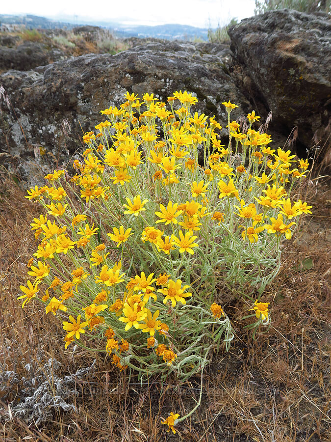 Oregon sunshine (Eriophyllum lanatum) [Seufert County Park, Wasco County, Oregon]