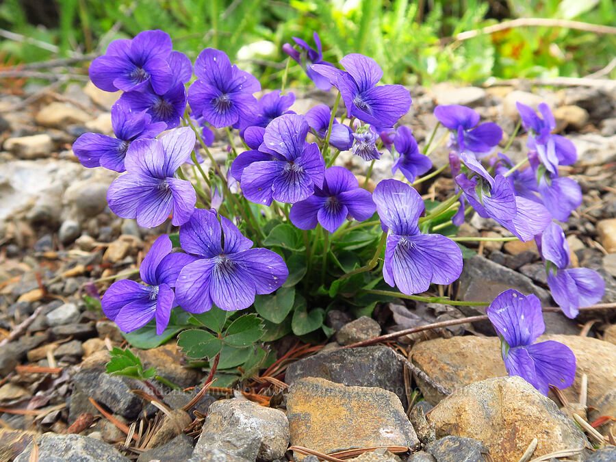 early blue violets (Viola adunca) [Mount Hebo Road, Siuslaw National Forest, Tillamook County, Oregon]