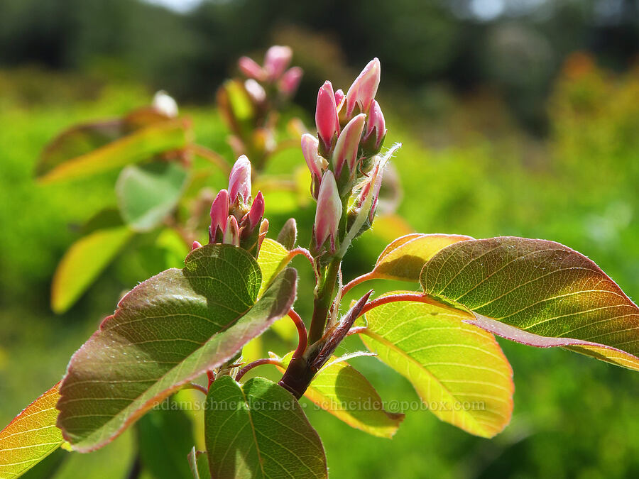 serviceberry flowers, budding (Amelanchier alnifolia) [Mount Hebo, Siuslaw National Forest, Tillamook County, Oregon]