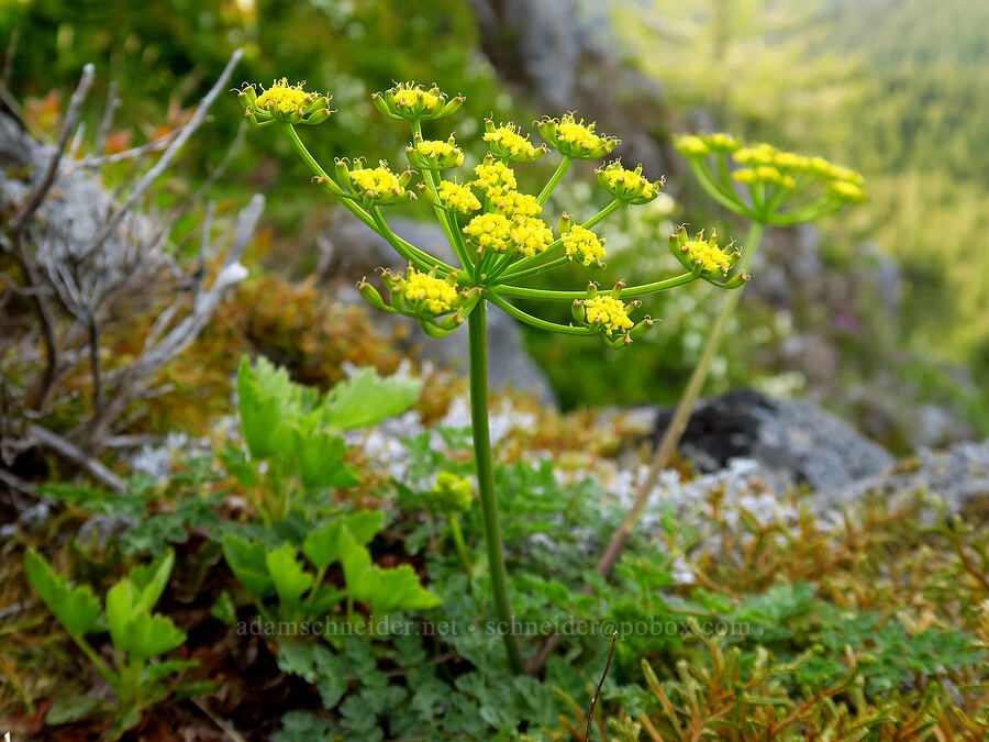 Cascade desert parsley (Lomatium martindalei) [Mount Hebo, Siuslaw National Forest, Tillamook County, Oregon]