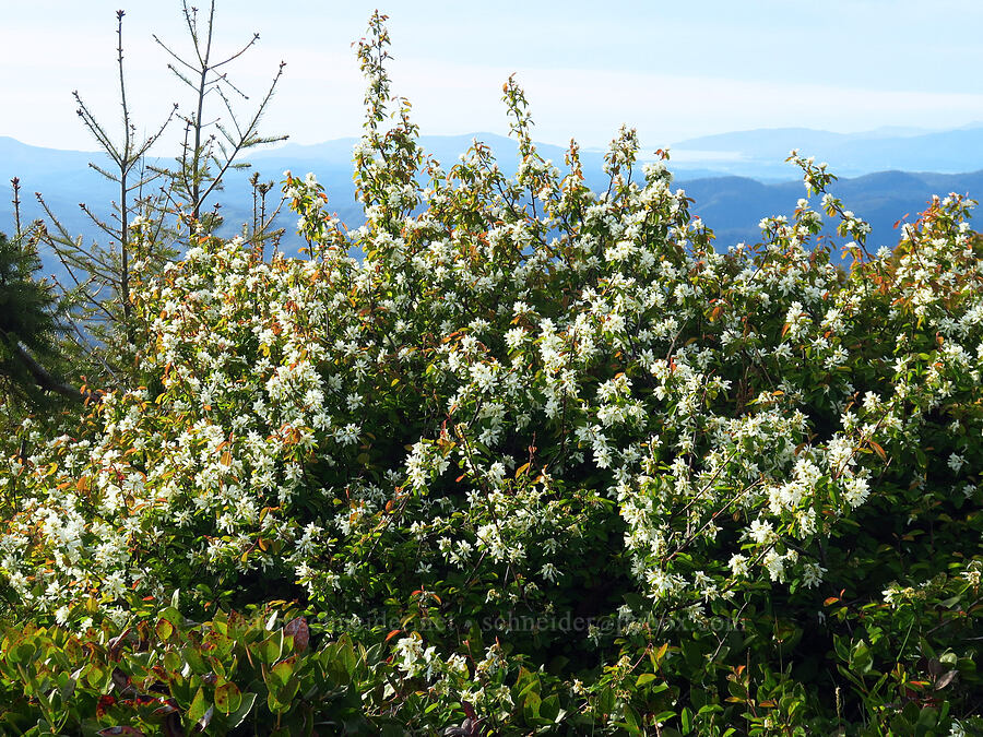 serviceberry flowers (Amelanchier alnifolia) [Mount Hebo, Siuslaw National Forest, Tillamook County, Oregon]