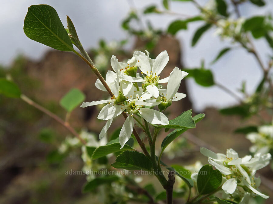 serviceberry flowers (Amelanchier alnifolia) [Succor Creek State Natural Area, Malheur County, Oregon]