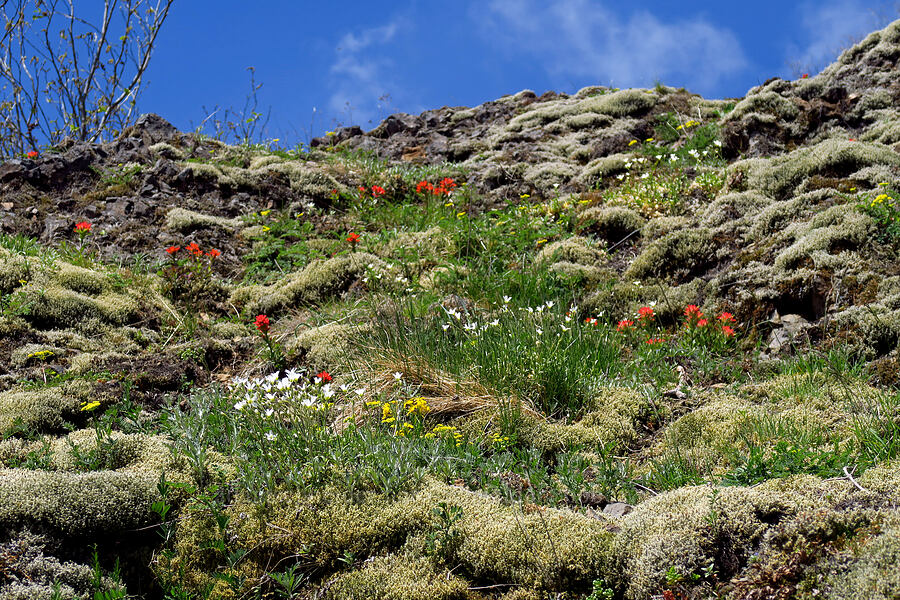 wildflowers (Castilleja hispida, Erysimum capitatum, Cerastium arvense, Lomatium martindalei) [Saddle Mountain Trail, Clatsop County, Oregon]