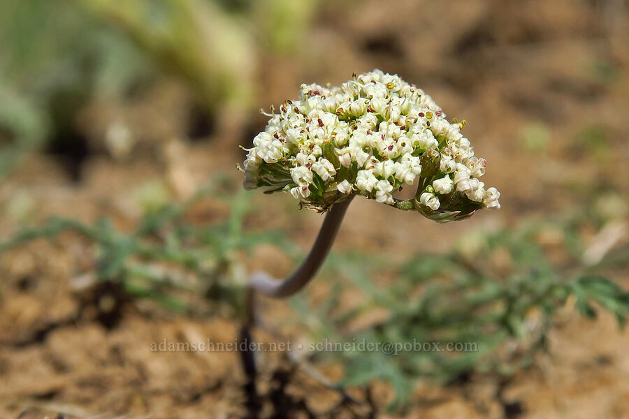 Nevada desert parsley (Lomatium nevadense) [Three Forks Road, Malheur County, Oregon]