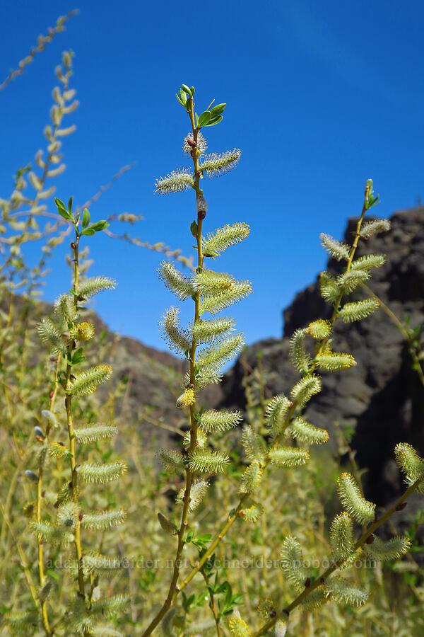 willow (which?) (Salix sp.) [Three Forks, Malheur County, Oregon]