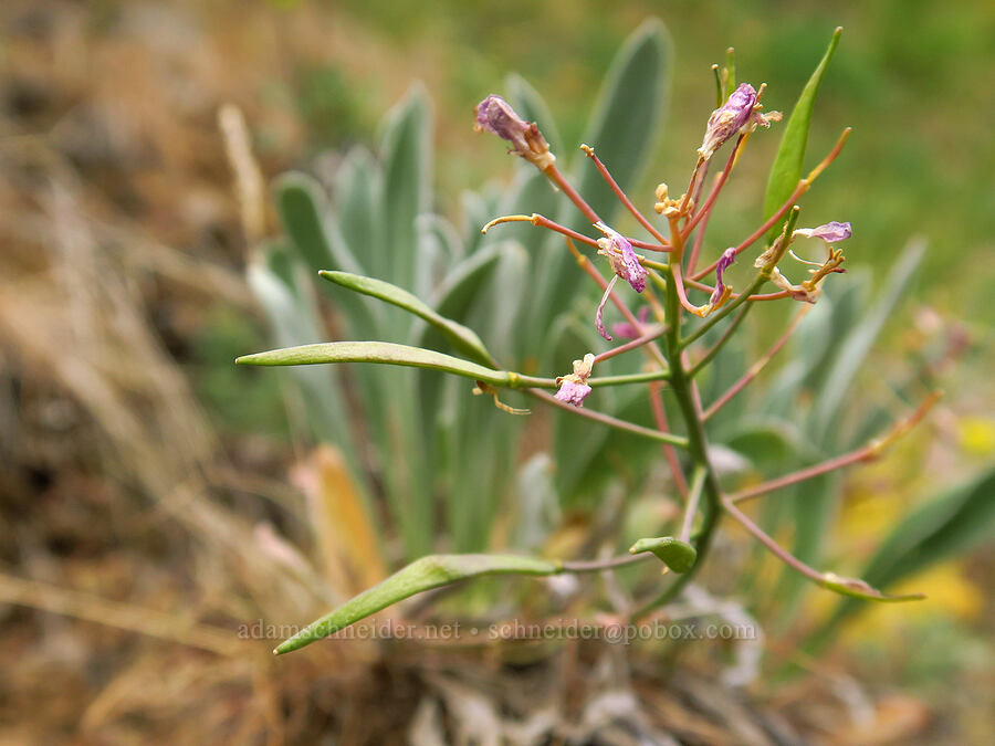 dagger-pod, going to seed (Phoenicaulis cheiranthoides) [Bear Canyon, Okanogan-Wenatchee National Forest, Yakima County, Washington]
