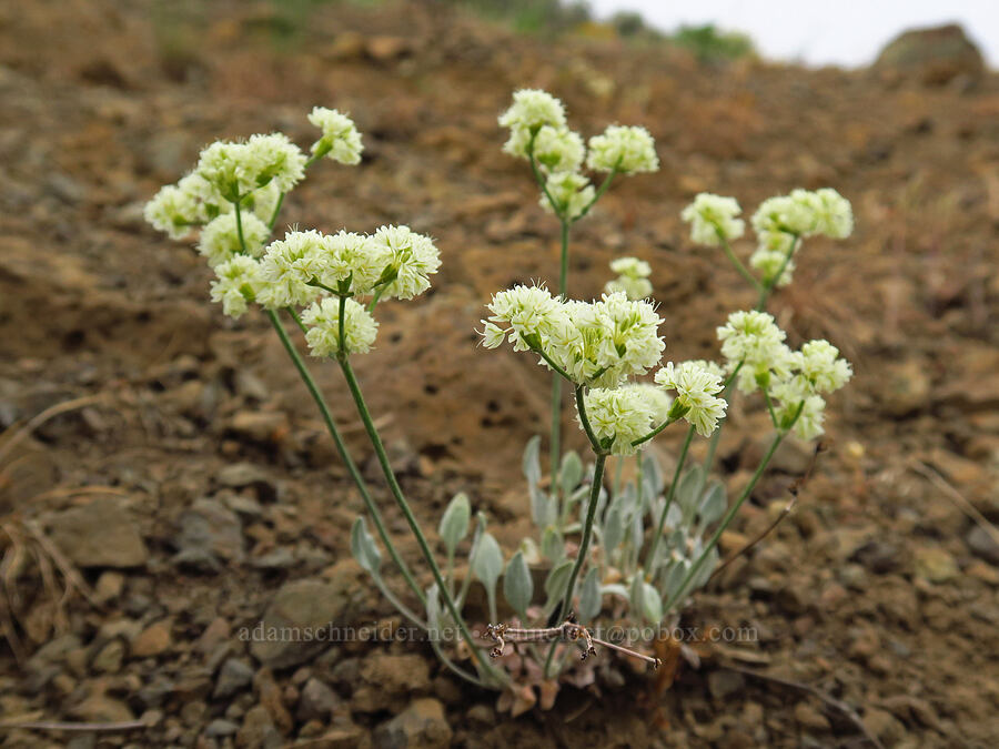 strict buckwheat (Eriogonum strictum) [Pine Tree Canyon, Oak Creek Wildlife Area, Yakima County, Washington]