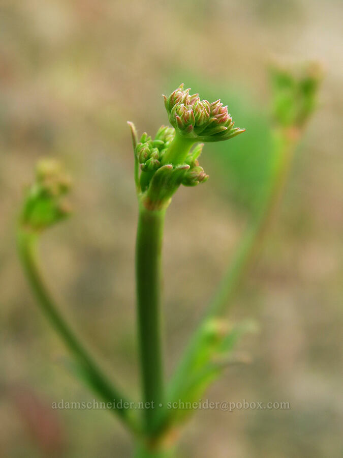 tall buckwheat (Eriogonum elatum) [Clint Canyon, Oak Creek Wildlife Area, Yakima County, Washington]