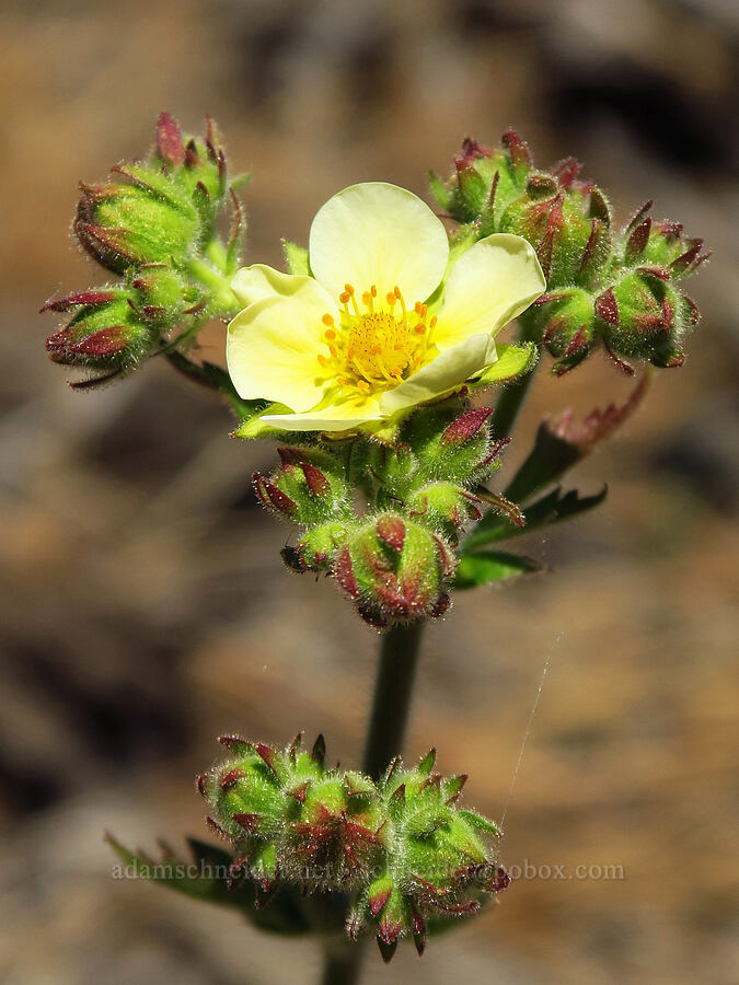 Nevada cinquefoil (Drymocallis lactea (Potentilla glandulosa)) [Forest Road 4210, Ochoco National Forest, Crook County, Oregon]