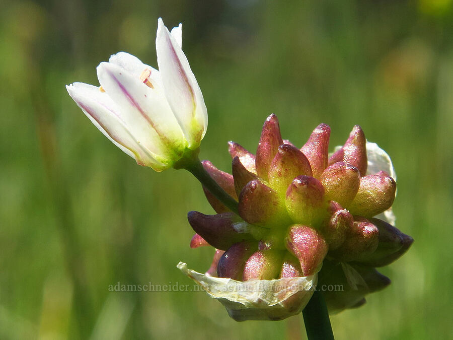 bulbil onion (Allium geyeri var. tenerum) [Forest Road 4200-308, Ochoco National Forest, Crook County, Oregon]