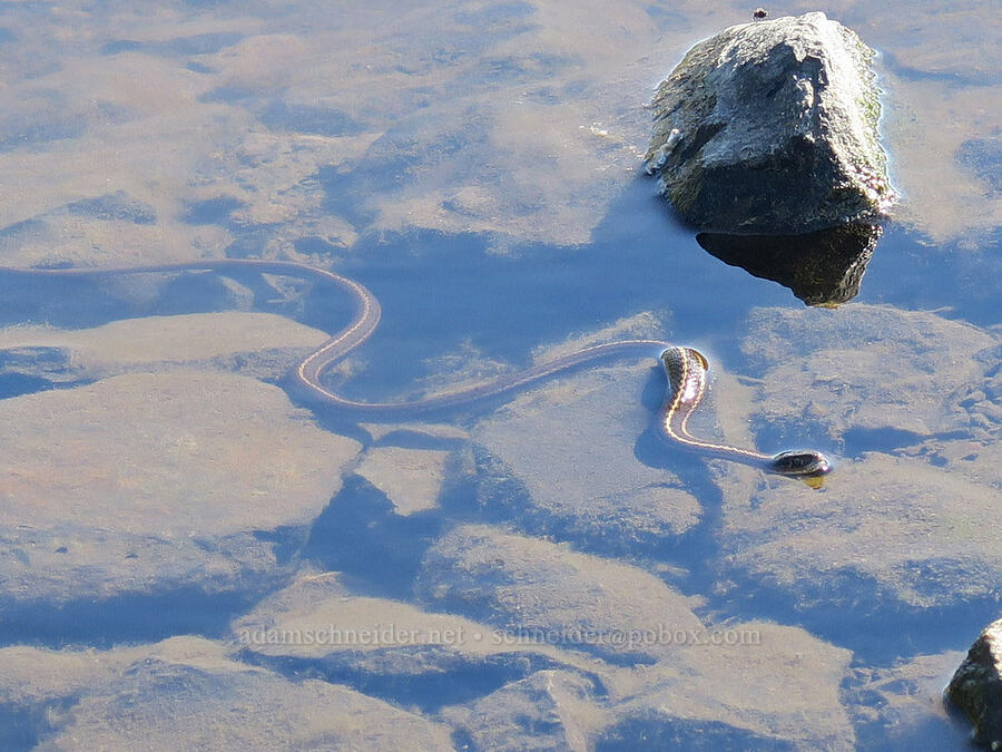 swimming garter snake (Thamnophis elegans vagrans) [North Fork Crooked River, Ochoco National Forest, Crook County, Oregon]