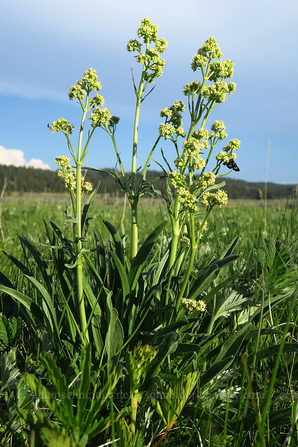 edible valerian (Valeriana edulis) [Williams Prairie, Ochoco National Forest, Crook County, Oregon]