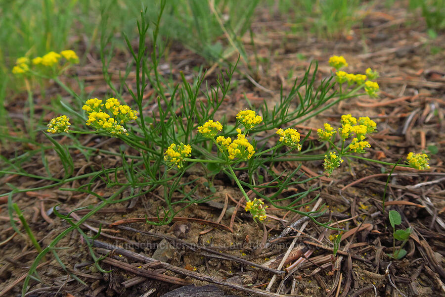 slender-fruited desert parsley (Lomatium leptocarpum (Lomatium bicolor var. leptocarpum)) [Forest Road 4200-200, Ochoco National Forest, Crook County, Oregon]