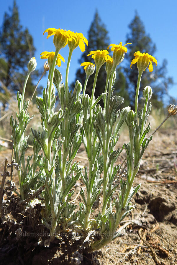 Oregon sunshine (Eriophyllum lanatum var. integrifolium) [Tumalo State Park, Deschutes County, Oregon]