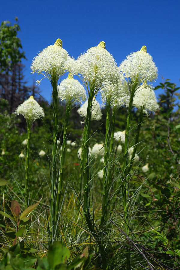 beargrass (Xerophyllum tenax) [Grassy Knoll Trail, Gifford Pinchot National Forest, Skamania County, Washington]