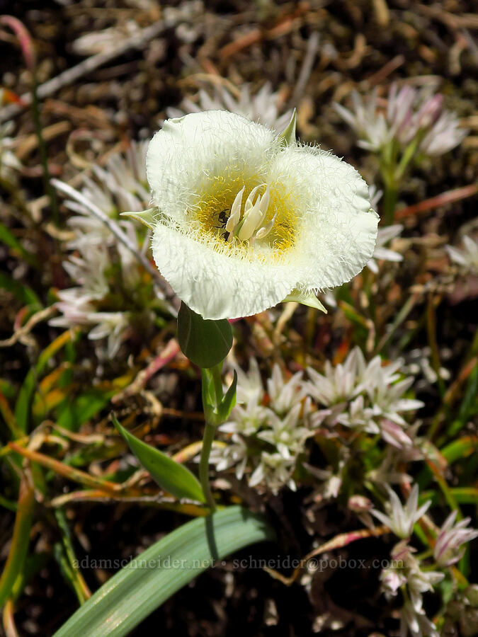 subalpine mariposa lily & Olympic onions (Calochortus subalpinus, Allium crenulatum) [Grassy Knoll Trail, Gifford Pinchot National Forest, Skamania County, Washington]