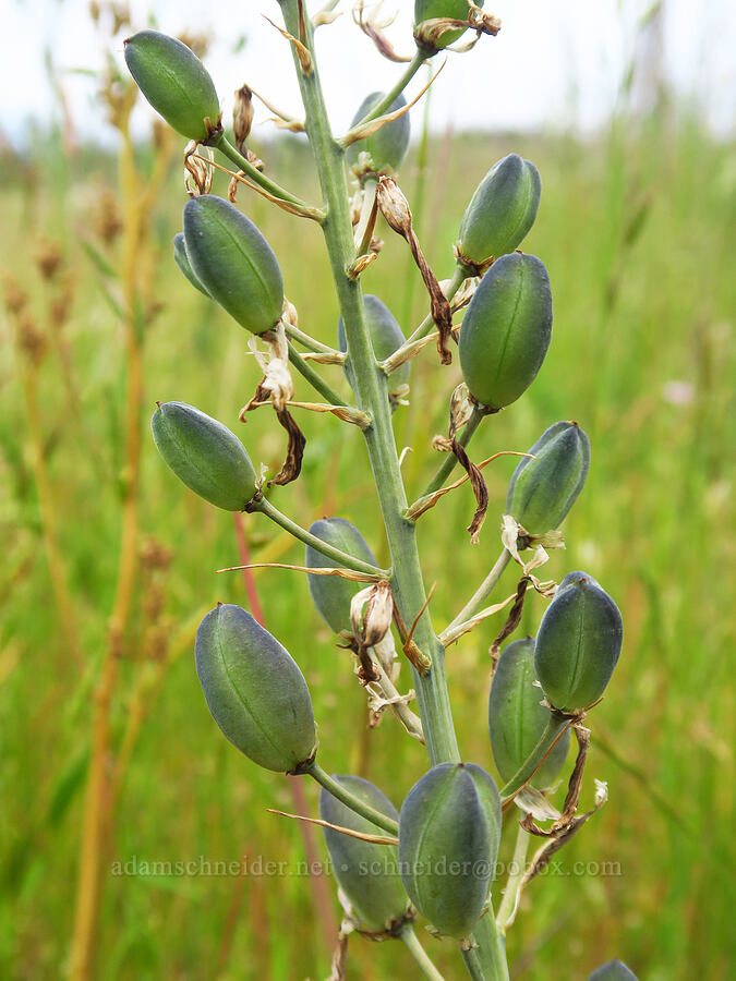 camas seed-pods (Camassia leichtlinii ssp. suksdorfii) [Kingston Prairie Preserve, Linn County, Oregon]