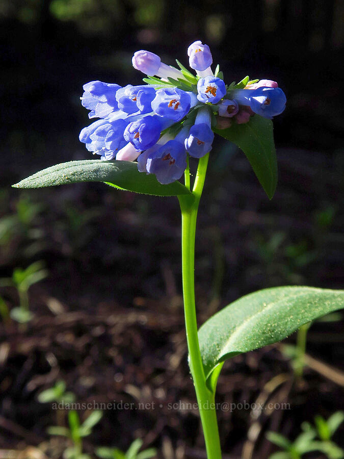 long-flowered bluebells (Mertensia longiflora) [Lookout Mountain Trail, Ochoco National Forest, Crook County, Oregon]